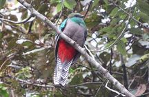 Half-Day Shared Tour to The Quetzal Birdwatching from Coban