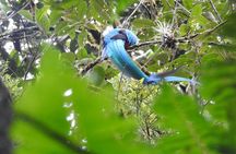 Half-Day Shared Tour to The Quetzal Birdwatching from Coban