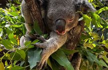 Gold Coast Surfer's Paradise Private Tour from Brisbane