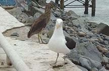 Tour to the markets of Valparaiso