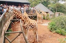 Discover Nairobi-Museum, Giraffe Centre, Bomas & Major Landmarks