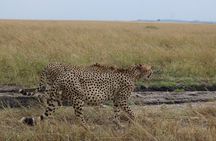 5-Day Private Safari on Amboseli Nairobi and Masai Mara Adventure