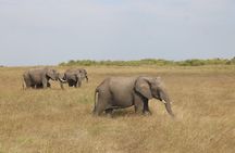 5-Day Private Safari on Amboseli Nairobi and Masai Mara Adventure