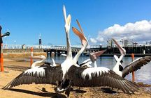 Phillip Island Wildlife Cruise and Penguin Tour from Melbourne