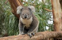 Phillip Island Wildlife Cruise and Penguin Tour from Melbourne