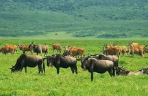 Private Day Journey Through The Heart Of Ngorongoro Crater