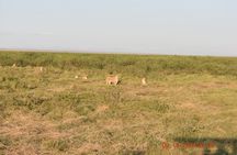 5 Days 4 Nights Masai Mara & Nakuru Private Safari Peak Season