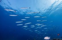 Liveaboard Snorkeling Similan 2 Days 1 Night from Khao Lak 