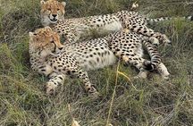 Nairobi National Park Private Half Day Tour with Pick up