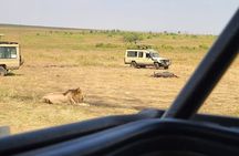 Nairobi National Park Private Half Day Tour with Pick up