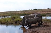 Nairobi National Park Private Half Day Tour with Pick up