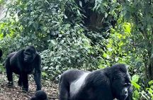 2 Days Private Gorillas Tracking in Volcanoes National Park