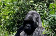 2 Days Private Gorillas Tracking in Volcanoes National Park