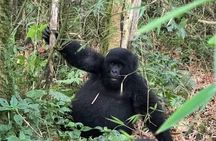 2 Days Private Gorillas Tracking in Volcanoes National Park
