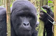 2 Days Private Gorillas Tracking in Volcanoes National Park