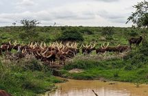 Private Safari Tour in Lake Mburo