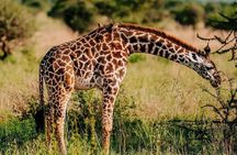 Amboseli Day Trip with Pickup