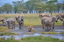 Lake Nakuru National Park Day Trip From Nairobi