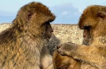 Exclusive Tangier Tour from Gibraltar with Camel Ride and Lunch