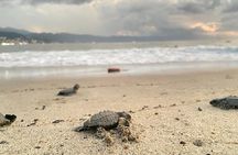 Conservation in Action Frees Sea Turtles Puerto Vallarta