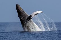  Seasonal Small-Group Humpback Whale Watching in Kona