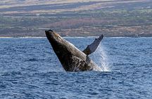  Seasonal Small-Group Humpback Whale Watching in Kona
