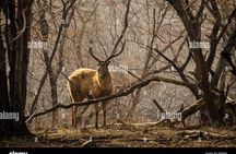 8 Days Golden Triangle with Ranthambhore Tour