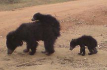 Yala National Park Half Day Safari - 4.30 a.m to 11.30 a.m 