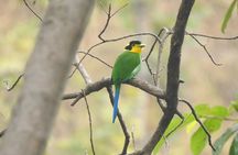 Birding Hike: Day Birdwatching in Kathmandu