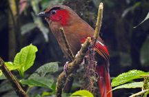 Birding Hike: Day Birdwatching in Kathmandu
