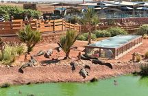 Agadir Crocoparc and Goats On Tree Day Tour