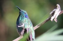 Nature Tour in the Monteverde Cloud Forest