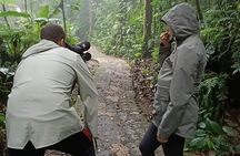Guided Walk through the Monteverde Cloud Forest – Flora & Fauna