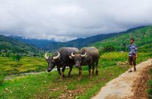A day Trek to Rice Field in LaoChai-Tavan village-MuongHoa valley