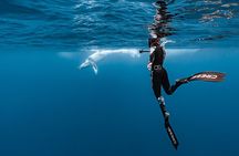 Private tour whale watching and snorkeling in Moorea