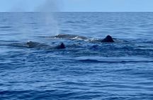 The Blue World Initiative