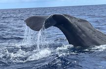 The Blue World Initiative