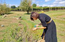  Beekeeping Farm Tour and Tasting Experience in Lazise