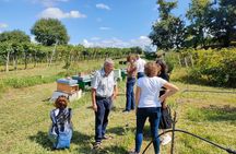  Beekeeping Farm Tour and Tasting Experience in Lazise
