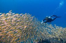 Certified Scuba Dive from Shore with Sea Turtles at Koloa Landing