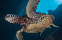 Certified Scuba Dive from Shore with Sea Turtles at Koloa Landing