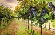 Special Chianti Afternoon Wine Tour from Florence