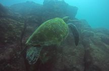 CIG Discovery Diving Tour
