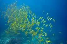 CIG Discovery Diving Tour