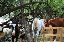 East Salalah Explorer 4 Hour Tour Through History and Nature