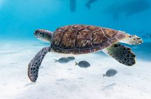 Private Abu Dabbab Over Day Snorkeling with Turtles - Hurghada