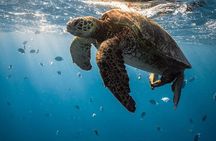 Private Abu Dabbab Snorkeling with Turtles Sea Trip - Hurghada