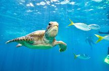 Private Abu Dabbab Over Day Snorkeling with Turtles - Hurghada