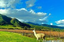 Full Day Colchagua VIK - Montes Wine Experience