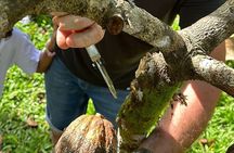 Bohol Chocolate Making and Farm Tour